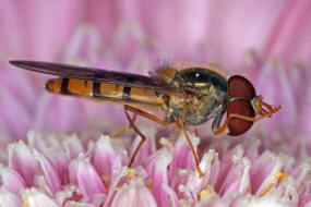 Episyrphus balteatus / Hain-Schwebfliege / Winterschwebfliege / Familie: Schwebfliegen - Syrphidae / Ordnung: Diptera - Zweiflügler