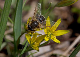 Eristalis tenax / Scheinbienen-Keilfleckschwebfliege / Mistbiene / Zweiflügler - Diptera - Schwebfliegen - Syrphidae