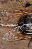 Tribus Eristalini: "Eristalini-Welle"