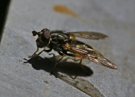 Ferdinandea cuprea / Gemeine Goldschwebfliege / Schwebfliegen - Syrphidae / Ordnung: Zweiflgler - Diptera / Fliegen - Brachycera