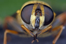 Helophilus pendulus / Gemeine Sumpfschwebfliege / Schwebfliegen - Syrphidae / Ordnung: Zweiflügler - Diptera / Fliegen - Brachycera