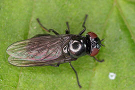 Melanogaster nuda (syn. Chrysogaster lucida) / Ohne deutschen Namen / Schwebfliegen - Syrphidae / Ordnung: Zweiflügler - Diptera / Fliegen - Brachycera