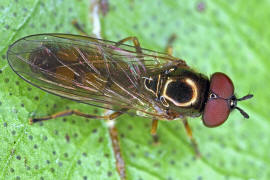 Melanostoma mellinum / Glänzende Schwarzkopf-Schwebfliege / Schwebfliegen - Syrphidae / Ordnung: Zweiflügler - Diptera / Fliegen - Brachycera