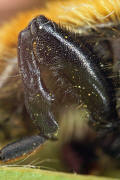 Merodon equestris var. flavicans / Narzissenschwebfliege / Schwebfliegen - Syrphidae