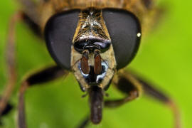 Myolepta vara / ohne deutschen Namen / Schwebfliegen - Syrphidae / Ordnung: Zweiflügler - Diptera / Fliegen - Brachycera