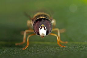 Paragus quadrifasciatus / Ohne deutschen Namen / Schwebfliegen - Syrphidae / Ordnung: Zweiflügler - Diptera / Fliegen - Brachycera