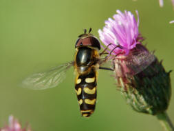 Scaeva selenitica / Frühe Großstirnschwebfliege / Schwebfliegen - Syrphidae / Ordnung: Zweiflügler - Diptera / Fliegen - Brachycera