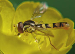 Sphaerophoria scripta / Gemeine Langbauchschwebfliege / Stiftschwebfliege / Schwebfliegen - Syrphidae / Ordnung: Zweiflügler - Diptera / Fliegen - Brachycera