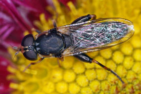 Syritta pipiens / Gemeine Keulenschwebfliege / Kleine Mistbiene / Familie: Schwebfliegen - Syrphidae / Ordnung: Diptera - Zweiflügler