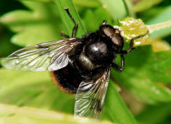 Volucella bombylans var. bombylans / Hummel-Waldschwebfliege / Hummelschwebfliege / Schwebfliegen - Syrphidae / Ordnung: Zweiflügler - Diptera / Fliegen - Brachycera