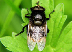Volucella bombylans var. bombylans / Hummel-Waldschwebfliege / Hummelschwebfliege / Schwebfliegen - Syrphidae / Ordnung: Zweiflügler - Diptera / Fliegen - Brachycera