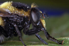 Volucella bombylans var. plumata / Hummel-Waldschwebfliege / Hummelschwebfliege / Schwebfliegen - Syrphidae / Ordnung: Zweiflügler - Diptera / Fliegen - Brachycera