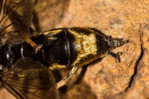 Xylota sylvarum / Goldhaar-Langbauchschwebfliege / Schwebfliegen - Syrphidae Ordnung: Zweiflügler - Diptera / Fliegen - Brachycera
