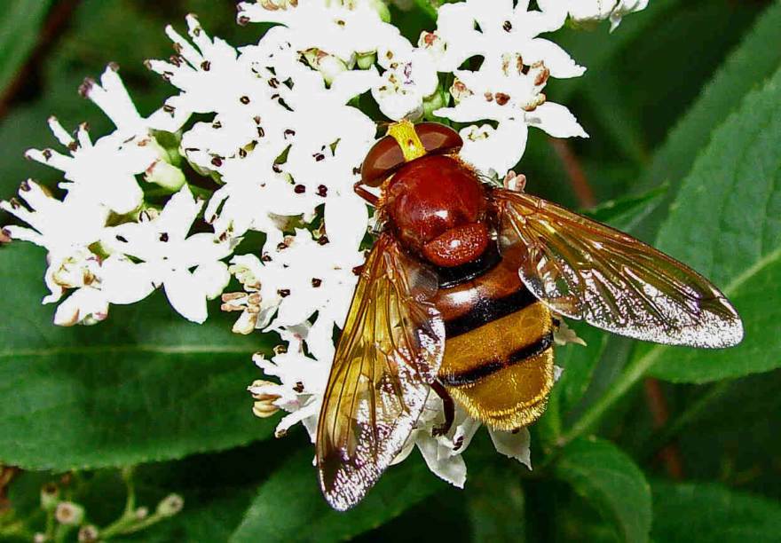 Volucella zonaria / Große Waldschwebfliege / Hornissenschwebfliege / Schwebfliegen - Syrphidae / Ordnung: Zweiflügler - Diptera / Fliegen - Brachycera