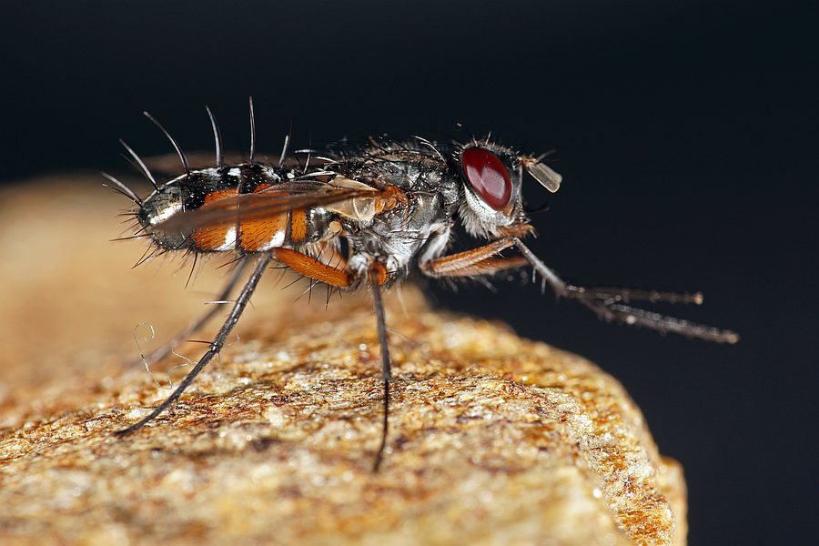 Mintho rufiventris / Ohne deutschen Namen / Zweiflügler - Diptera - Raupenfliegen - Tachinidae