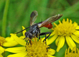 Cylindromyia bicolor / Ohne deutschen Namen / Raupenfliegen - Tachinidae / Ordnung: Zweiflgler - Diptera