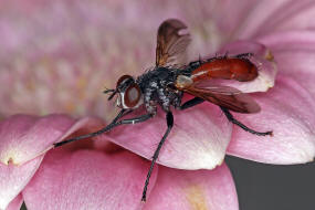 Cylindromyia bicolor / Ohne deutschen Namen / Raupenfliegen - Tachinidae / Ordnung: Zweiflgler - Diptera