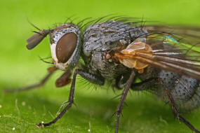 Cyzenis albicans / Mir kein deutscher Name bekannt / Raupenfliegen - Tachinidae / Ordnung: Zweiflgler - Diptera