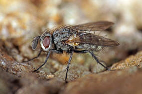 Cyzenis albicans / Mir kein deutscher Name bekannt / Raupenfliegen - Tachinidae / Ordnung: Zweiflgler - Diptera