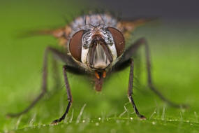 Cyzenis albicans / Mir kein deutscher Name bekannt / Raupenfliegen - Tachinidae / Ordnung: Zweiflgler - Diptera