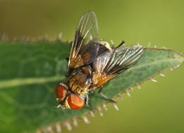 Ectophasia crassipennis / Breitflgelige Raupenfliege / Raupenfliegen - Tachinidae / Ordnung: Zweiflgler - Diptera