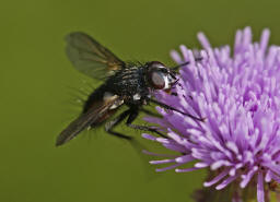 Eriothrix rufomaculata / "Rotgefleckte Raupenfliege" / Raupenfliegen - Tachinidae