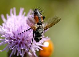 Eriothrix rufomaculata / "Rotgefleckte Raupenfliege" / Raupenfliegen - Tachinidae