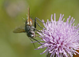 Eriothrix rufomaculata / "Rotgefleckte Raupenfliege" / Raupenfliegen - Tachinidae