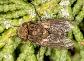 Gonia picea (Robineau-Desvoidy, 1830) / Raupenfliegen - Tachinidae / Zweiflgler - Diptera