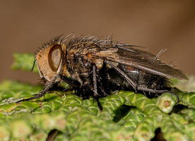 Gonia picea (Robineau-Desvoidy, 1830) / Raupenfliegen - Tachinidae / Zweiflgler - Diptera