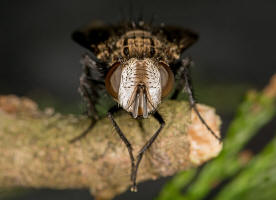 Gonia picea (Robineau-Desvoidy, 1830) / Raupenfliegen - Tachinidae / Zweiflgler - Diptera