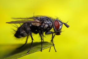 Lydella grisescens / Ohne deutschen Namen / Raupenfliegen - Tachinidae - Exoristinae