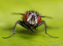 Lydella grisescens / Ohne deutschen Namen / Raupenfliegen - Tachinidae - Exoristinae