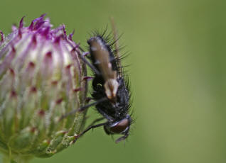 Lydella stabulans / "Raupenfliege" (ohne deutschen Namen) / Schmarotzerfliegen - Tachinidae