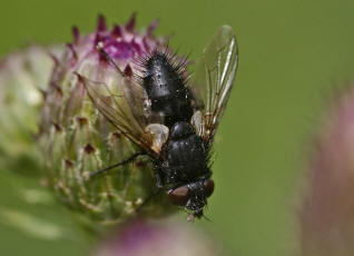 Lydella stabulans / "Raupenfliege" (ohne deutschen Namen) / Schmarotzerfliegen - Tachinidae