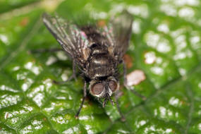 Lypha dubia / Ohne deutschen Namen / Raupenfliegen - Tachinidae / Ordnung: Zweiflgler - Diptera