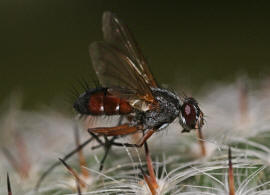 Mintho rufiventris / Ohne deutschen Namen / Zweiflügler - Diptera - Raupenfliegen - Tachinidae