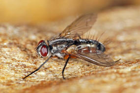 Mintho rufiventris / Ohne deutschen Namen / Zweiflgler - Diptera - Raupenfliegen - Tachinidae