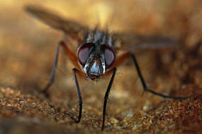 Mintho rufiventris / Ohne deutschen Namen / Zweiflgler - Diptera - Raupenfliegen - Tachinidae