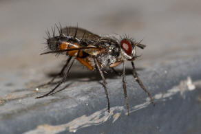 Mintho rufiventris / Ohne deutschen Namen / Zweiflgler - Diptera - Raupenfliegen - Tachinidae