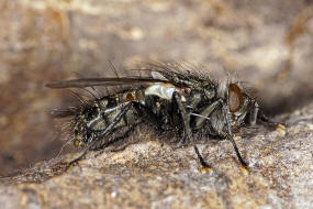 Smidtia conspersa / Ohne deutschen Namen / Raupenfliegen - Tachinidae / Ordnung: Zweiflgler - Diptera