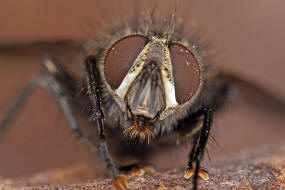 Smidtia conspersa / Ohne deutschen Namen / Raupenfliegen - Tachinidae / Ordnung: Zweiflgler - Diptera