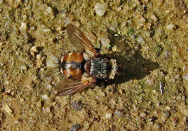 Tachina magnicornis / "Igelfliege" / Raupenfliegen - Tachinidae / Ordnung: Zweiflgler - Diptera