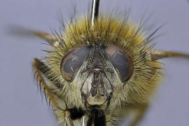 Tachina lurida / Ohne deutschen Namen / Raupenfliegen - Tachinidae / Ordnung: Zweiflgler - Diptera