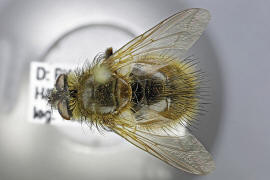 Tachina lurida / Ohne deutschen Namen / Raupenfliegen - Tachinidae / Ordnung: Zweiflgler - Diptera