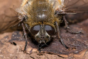 Tachina ursina / Ohne deutschen Namen / Raupenfliegen - Tachinidae / Ordnung: Zweiflgler - Diptera