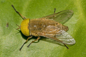 Atylotus rusticus (Linnaeus, 1767) / Bremsen - Tabanidae - Tabaninae