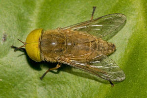 Atylotus rusticus (Linnaeus, 1767) / Bremsen - Tabanidae - Tabaninae