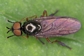 Beris chalybata / Frhe Schmalwaffenfliege / Waffenfliegen - Stratiomyidae / Ordnung: Zweiflgler - Diptera / Fliegen - Brachycera