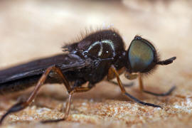 Beris chalybata / Frhe Schmalwaffenfliege / Waffenfliegen - Stratiomyidae / Ordnung: Zweiflgler - Diptera / Fliegen - Brachycera